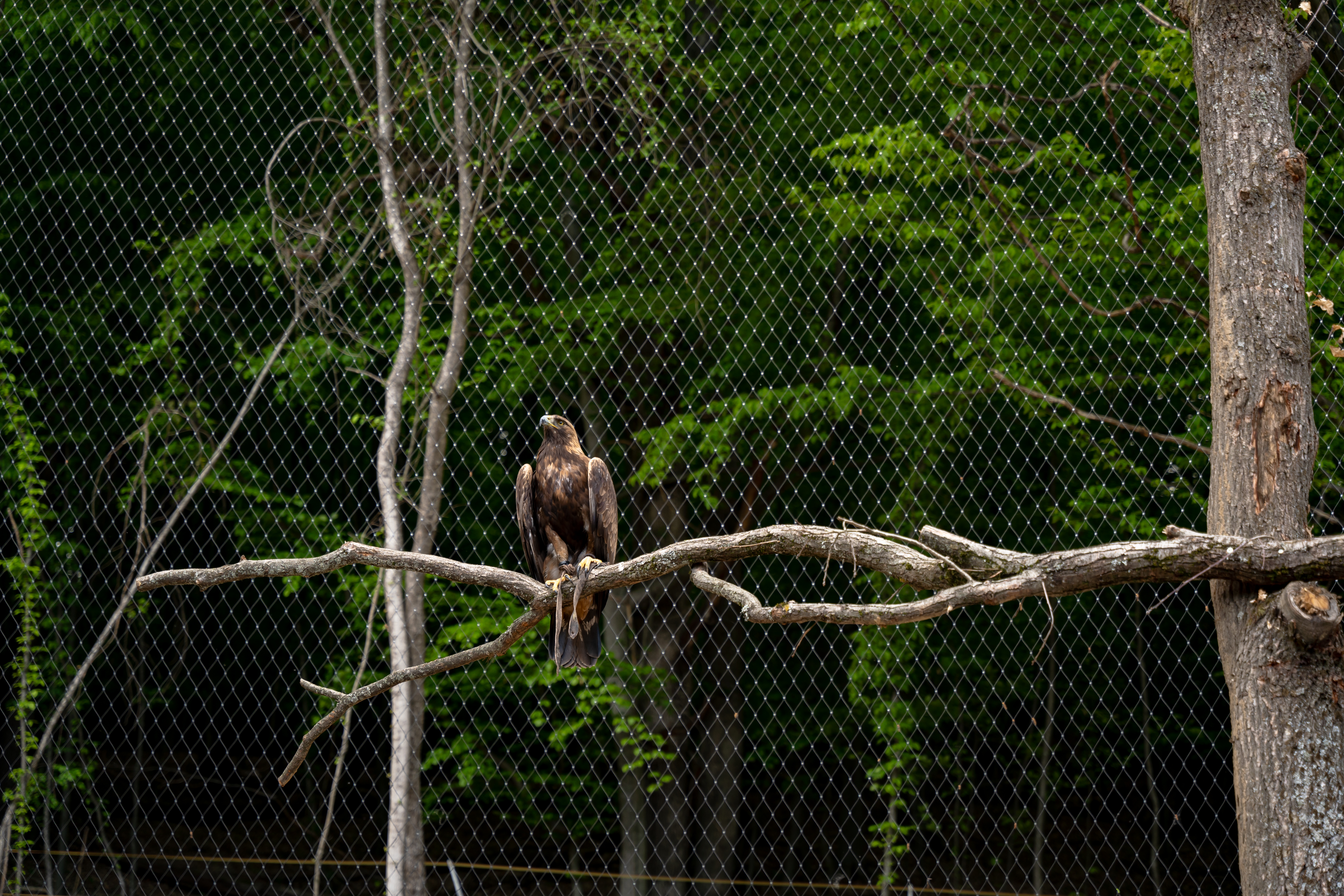 Slavnostne odomykanie brany ZOO Kosice-43